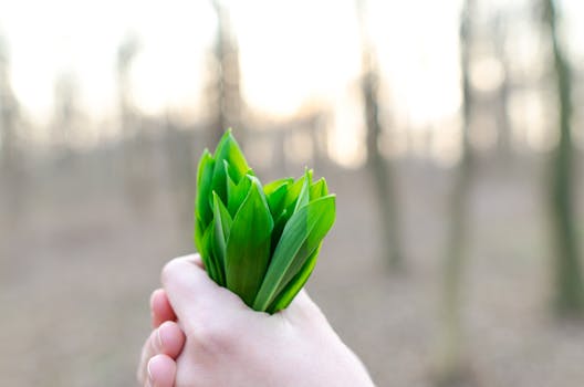 Bärlauch