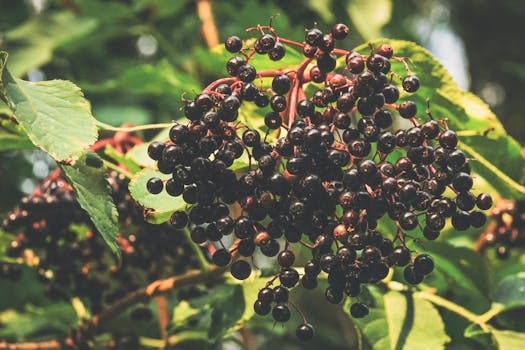 Holunderbeeren