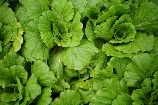 Chinakohl
