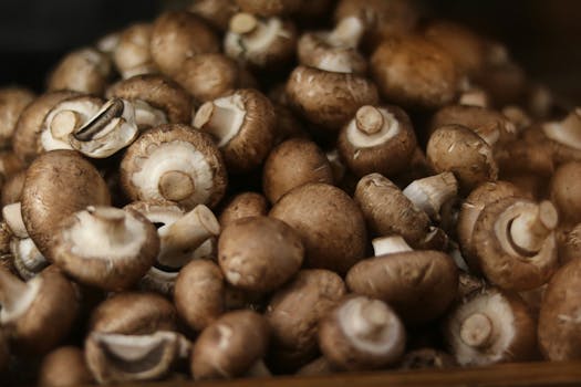 Champignons braun