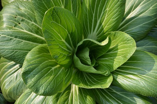 Pak Choi