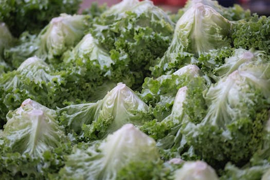 Eisbergsalat