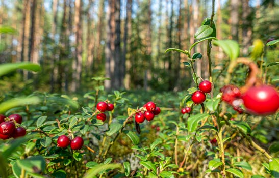 Preiselbeeren