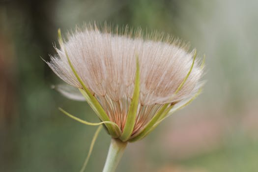 Schwarzwurzel